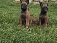 Belçika malinois