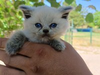 Orjinal Yavru British Shorthair Blue Point Erkek