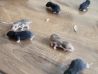 2 Mayıs ve 5 Mayıs hamsterlarımız sahiplendirilecektir