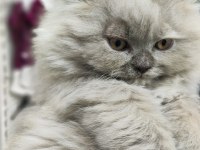 A kalite british longhair