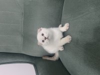 Scottish Fold Blue Point ve Tabby Yavru