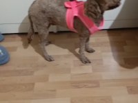 Efsane toy poodle dişi 1.5 yaşında
