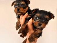 45 günlük terrier yorkshire yavru (baba ve annesi bizde)