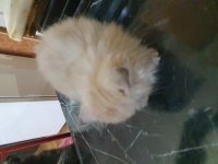 British longhair yavrular
