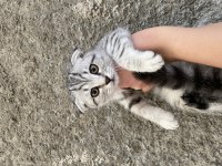 Acil sahiplendirme scottish fold