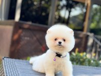 Sağlık Ve Irk Garantili Pomeranian Köpekler