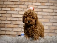 A kalite toy poodle yavruları