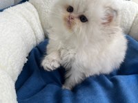 IRK VE KALİTELİ BEBEK KEDİMİZ YENİ YUVASINI ARIYOR