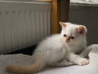 Maviş gözlü british shorthair kızlarım