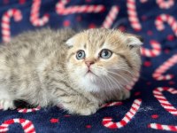 5 adet british shorthair yavrularımız
