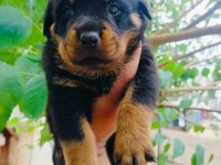 Koca kafalı rottweiler yavruları