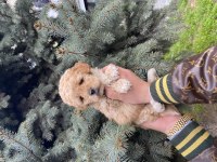 Muazzam Güzellikteki Kore Kanı Maltipoo Bebeklerimiz