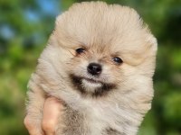 Tedyface Pomeranian Yavrularımız
