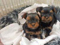 Yorki Bebekler