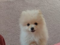 Pomeranian bebiş