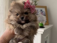 Süslü Pomeranian Kızlar