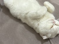 Scottish fold sütlaça yuva arıyoruz