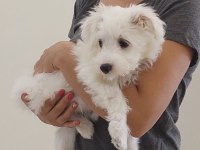 3,5 aylık Erkek Maltipoo