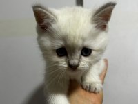 Safkan yavru british shorthair kedilerimiz elli günlük