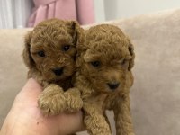 Poodle Köpekler satılıktır