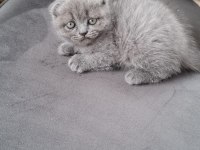 Küçük Minnak Kedilerim