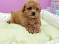 F2 MALTİPOO YAVRULARI