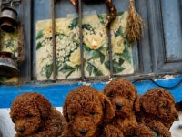 POODLE İÇİN BİRDE BİZE DANIŞIN