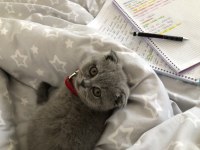 Scottish fold kedisi