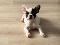FRENCH BULLDOG YAVRU