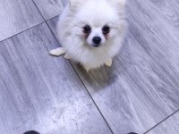 Antalya dan sağlıklı yavru köpekler iş yerinden teslim