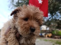 Maltipoo yavrum 55 günlük