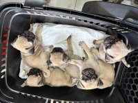 YENİ PUG BEBEK KÖPEKLERİ