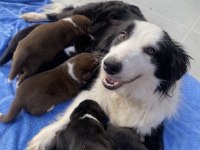 Safkan Border Collie Yavrular