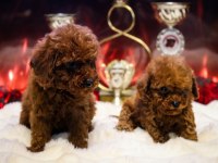 Toy Poodle Yavru Erkek Ve Dişi Yavrular Ücretsiz Teslimat