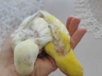 Yavru sevda papağanları