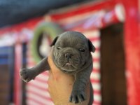 Egzotik Blue French Bulldog
