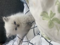 British Longhair bluepoint