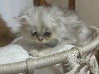 2 aylık british longhair yavrular yuva beklemektedir