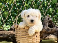 Sevimli Harika Güzellikte Maltese Terrier Yavrular