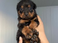 Rottweiler yavruları