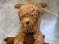 3 Aylık Maltipoo