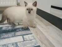 British shorthair blue point