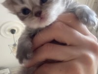 British shorthair yavrular