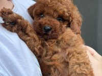 Yavru Toy Poodlelarımız