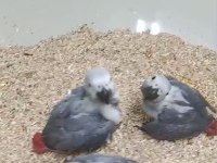 Orman bakanlığı belgeli yavru evcil jako papağanı