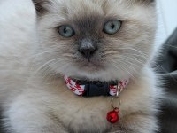 Blue point 2 aylık british shorthair