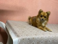 Pomeranian 1 yaşında