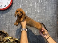 Ukrayna Doğumlu Dişi Dachshund Sosis Yavru