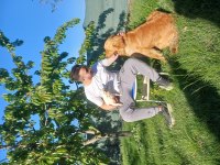 3 yaş erkek golden retriever