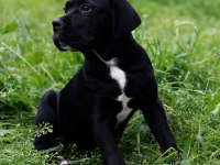 Şecere belgeli ırk ve sağlık garantili cane corso yavrular